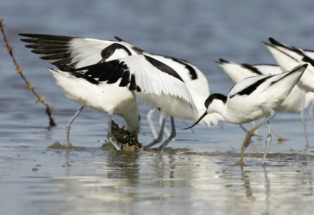 Avocet